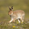 Mountain Hare (Lepus timidus) youngster running across moorland, Scotland